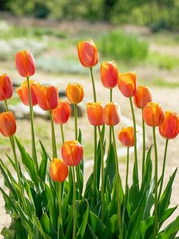 tulips, JPG