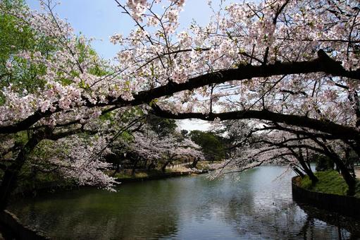 桜 桜の写真