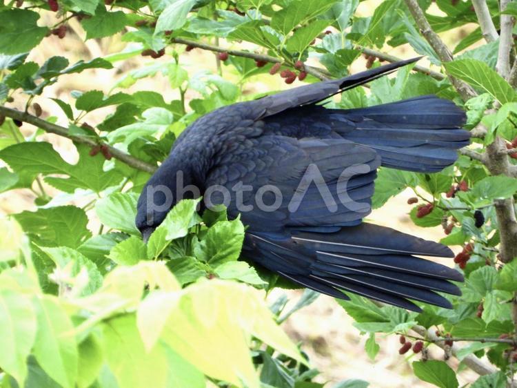 木の実を獲るカラス 鳥,野鳥,カラスの写真素材