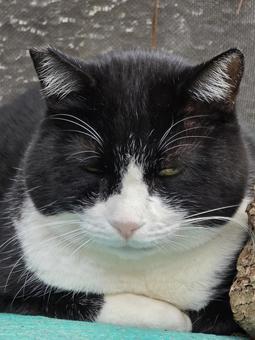 うたた寝する猫 猫,ネコ,地域猫の写真素材