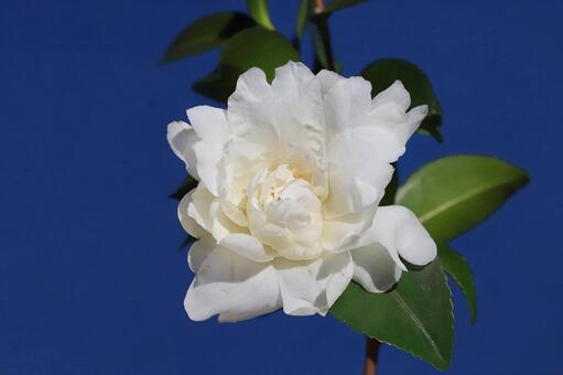 油茶の花 ユチャの花,つばき科,冬期の写真素材