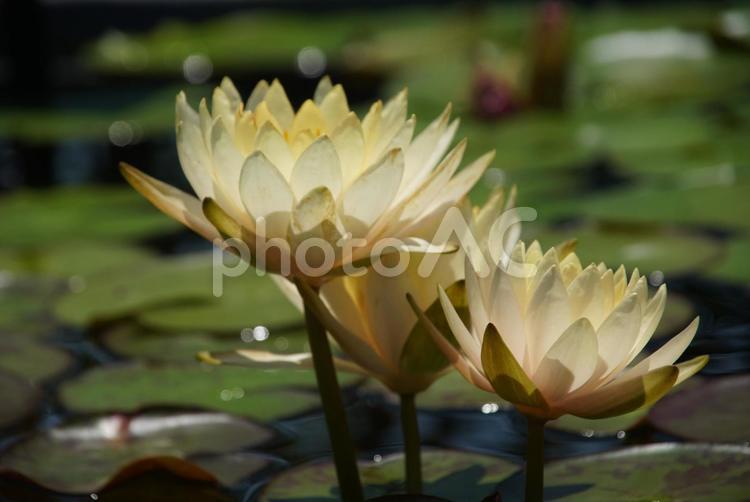 草津市立水生植物公園 みずの森の睡蓮 滋賀県,草津市,7月の写真素材