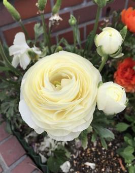 白い花 白い花の写真