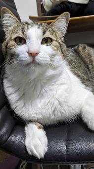 猫のいる暮らし 猫のいる暮らしの写真