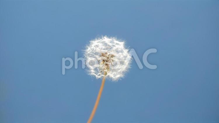 たんぽぽの綿毛　０２ たんぽぽ,タンポポ,蒲公英の写真素材