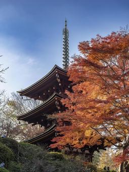 紅に映える岡寺の塔 紅に映える岡寺の塔 明日香村,奈良,三重塔の写真素材