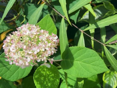 陽射しを浴びた淡いピンクの紫陽花と緑の葉 陽射しを浴びた淡いピンクの紫陽花と緑の葉の写真