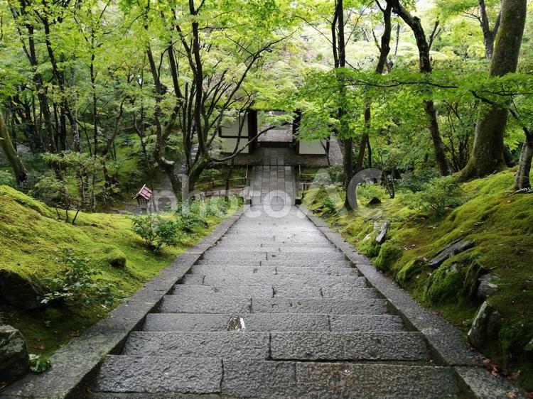 常寂光寺　上から　横位置 常寂光寺,上から,無人の写真素材