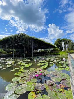 Water lilies, JPG