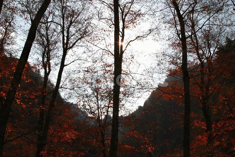 秋の木漏れ日 木漏れ日,紅葉,逆光の写真素材