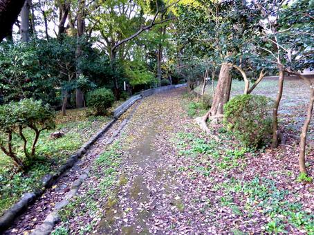 秋の源氏山公園・落ち葉の山道を歩く 道,山道,木の写真素材
