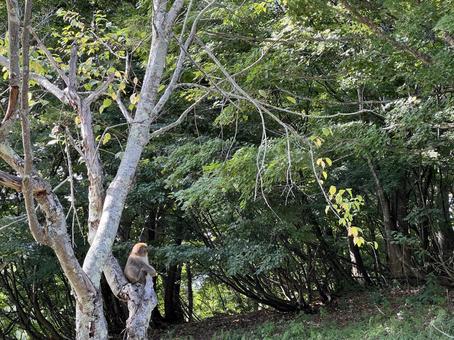 木の上で休むニホンザル 木の上で休むニホンザルの写真