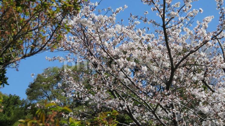 皇居　乾通りの桜 皇居,江戸城,晴れの写真素材