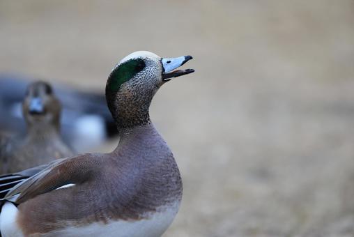 アメリカヒドリの写真