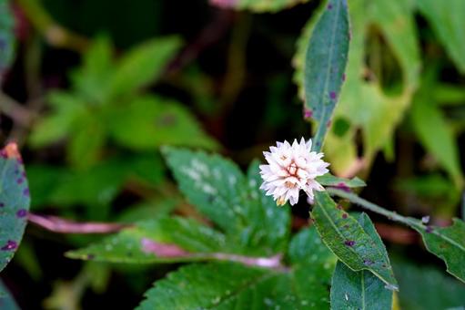 ナガエツルノゲイトウ ナガエツルノゲイトウの写真