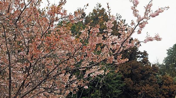 満開の桜 桜,ピンク,人物なしの写真素材
