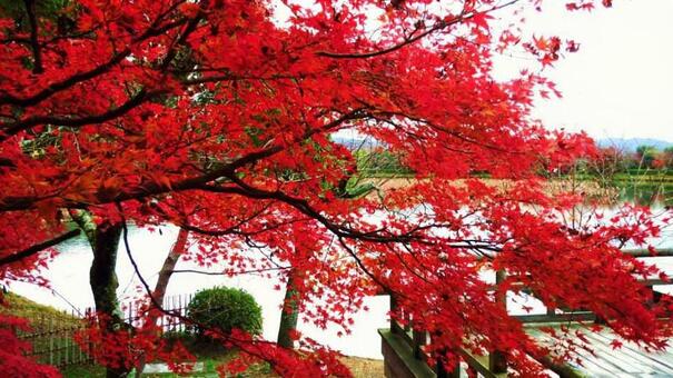 紅葉 紅葉の写真