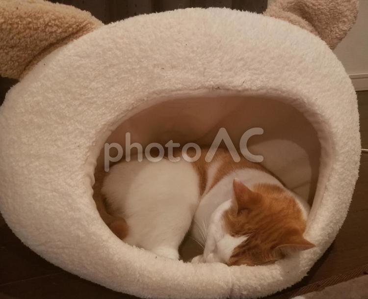 自分の家でお昼寝する猫 猫,家の中,自分の家の写真素材