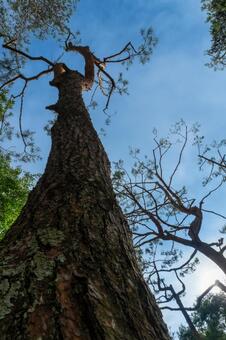 松の木と青空 松,青空,空の写真素材