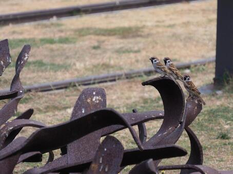 台湾 高雄 哈瑪星鉄道文化園区18 雀,スズメ,鉄の写真素材