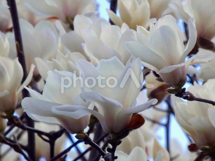【花の写真】白いモクレンの花 自然,風景,景色の写真素材