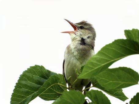 枝の先端につかまり鳴くオオヨシキリ 枝の先端につかまり鳴くオオヨシキリの写真