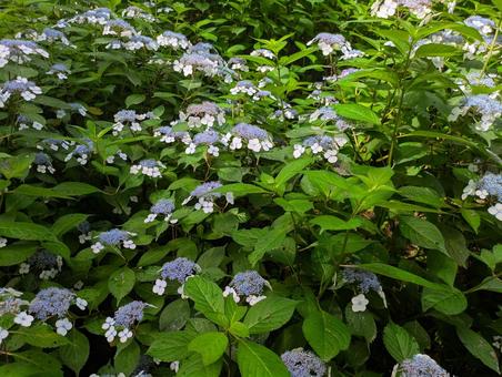 紫陽花 紫陽花の写真