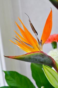 ストレリチアの写真