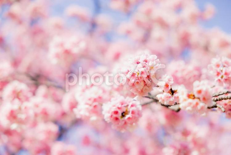 桜と青空　開花 春,花,植物の写真素材