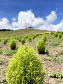 Close-up of green kochia and blue sky, JPG Close-up of green kochia and blue sky, JPG
