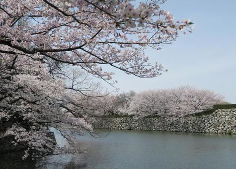 桜と川 桜と川の写真