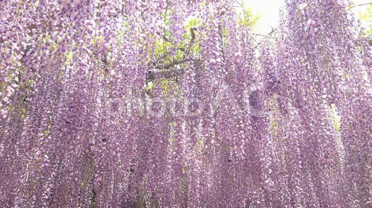 藤棚を見上げる(ワイド/明るい) 春,花,紫の写真素材