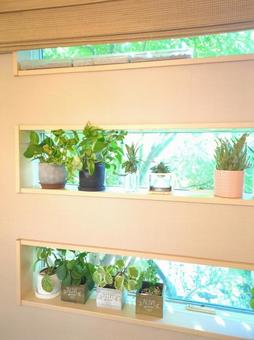 観葉植物　パイナップル　ピーチパイン パイナップル,ピーチパイン,観葉植物の写真素材