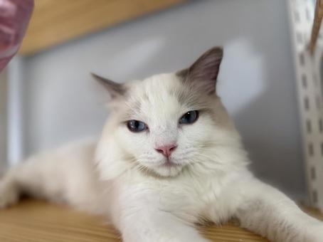 ドアップラグドール子猫の写真