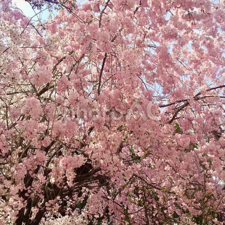 日本の春！美しいピンク色の桜の花(Cherry Blossoms) 春,桜,さくらの写真素材