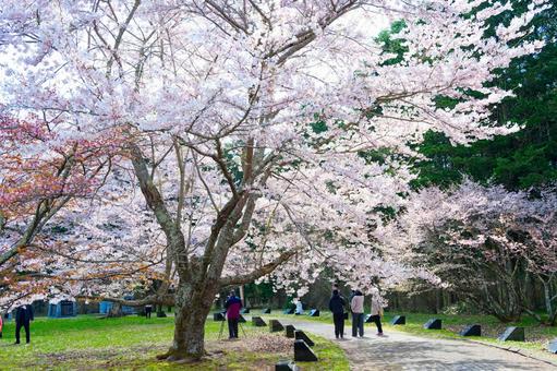浦河町の桜 浦河町の桜,桜,春の写真素材