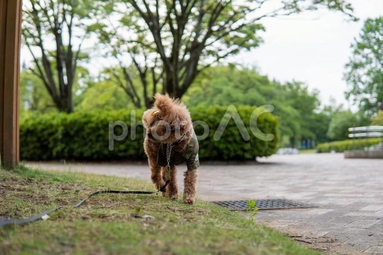 夏の公園で散歩するトイプードル トイプードル,トイプー,夏の写真素材