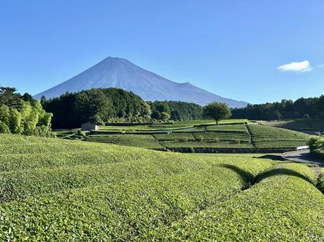 夏色に染まる茶畑と富士山 夏色に染まる茶畑と富士山 富士山,茶畑,お茶の写真素材