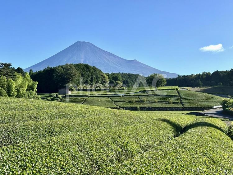 夏色に染まる茶畑と富士山 富士山,茶畑,お茶の写真素材