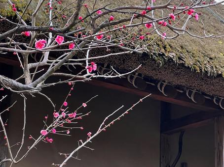 Photo, plum, thatched house, spring, 