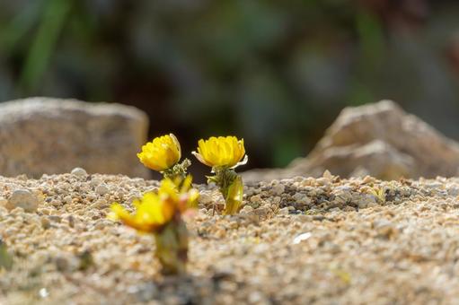 日差しを浴びる福寿草の花 日差しを浴びる福寿草の花 福寿草,花,黄色の写真素材