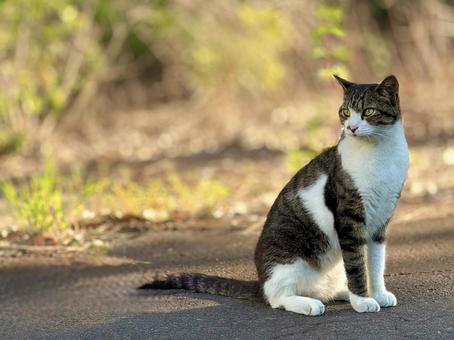 人懐っこいキジシロネコ 人懐っこいキジシロネコ ネコ,のらねこ,動物の写真素材