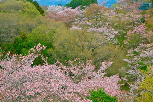 山の中の桜並木の写真