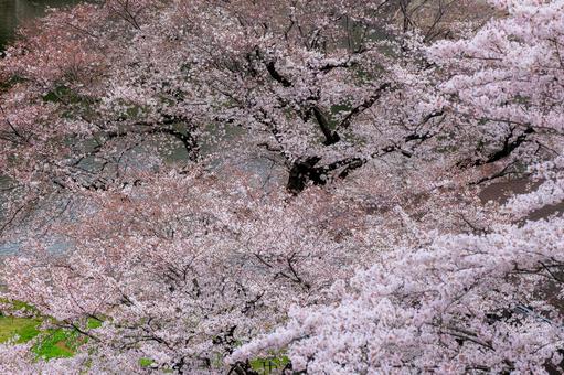春爛漫 春爛漫の写真