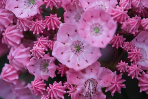 Photo, kalmia, আমেরিকান রডোডেনড্রন, স্প্রিং ফুল, 
