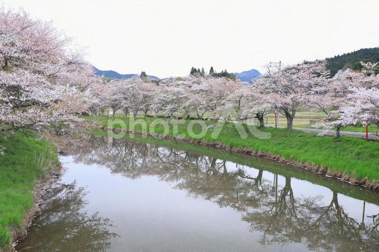 川辺に映る桜並木 春,自然,風景の写真素材