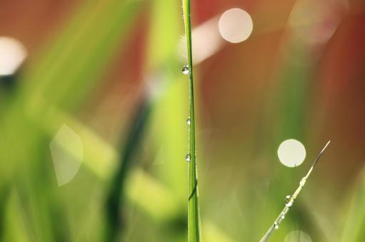 水滴 水滴の写真