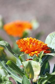 花壇の花 花壇の花の写真