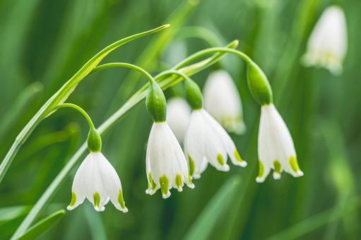 スノーフレーク スズランスイセン,白,春の写真素材
