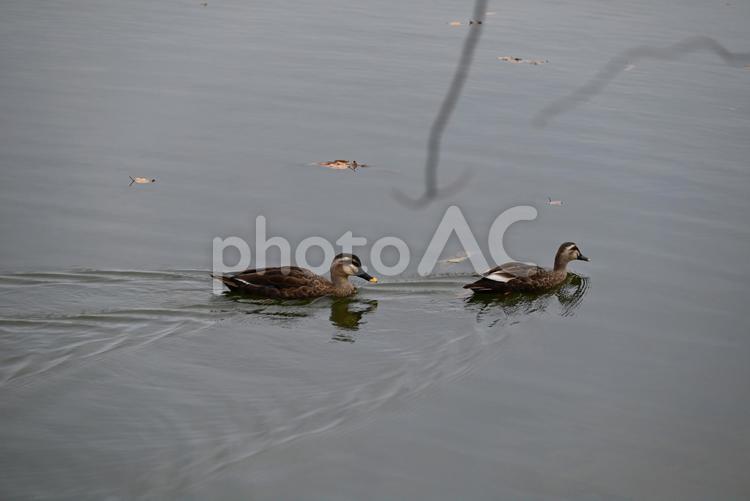 大沼国定公園 大沼国定公園,カモ,鴨の写真素材